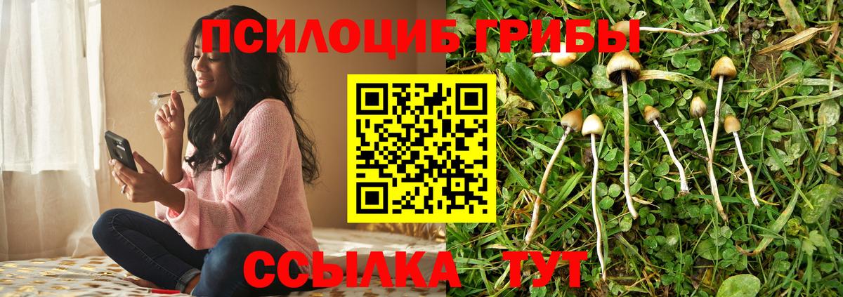 продажа наркотиков  Вход с VPN  Псилоцибиновые грибы прущие грибы  Камышлов  Псилоцибиновые грибы MAGIC MUSHROOMS 